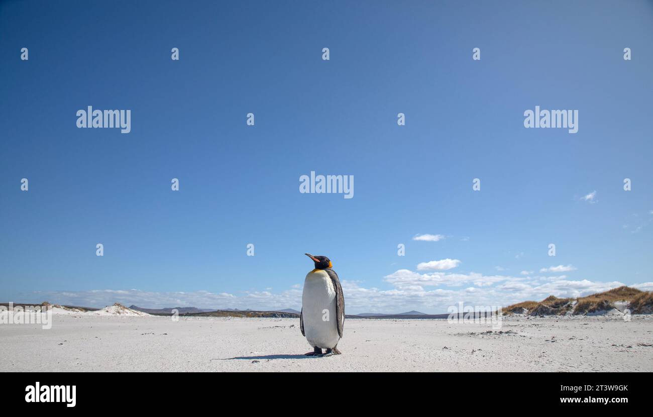 A King Penguin, Aptenodytes patagonicus, on Yorke Bay beach, near Stanley in The Falkland Islands. Stock Photo