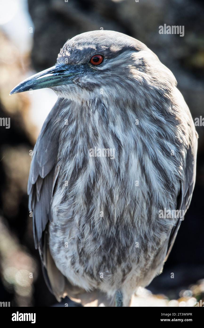 A Black Crowned Night Heron, Nycticorax nycticorax, in The Falkland Islands, Stock Photo