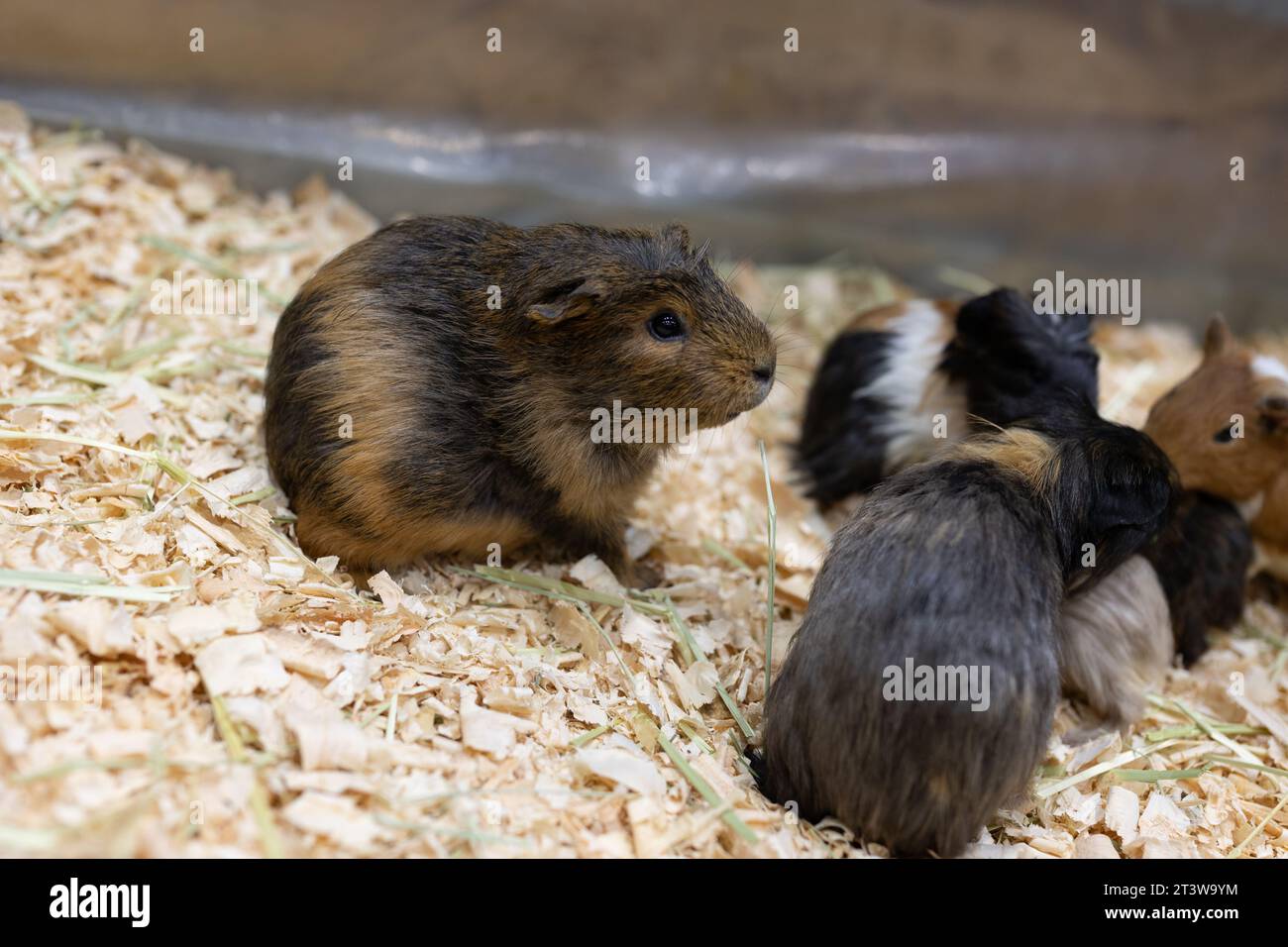 Close up Of A Brown Guinea Pig With Babies A Group Of Guinea Pigs On Close up Of A Brown Guinea Pig With Babies A Group Of Guinea Pigs On