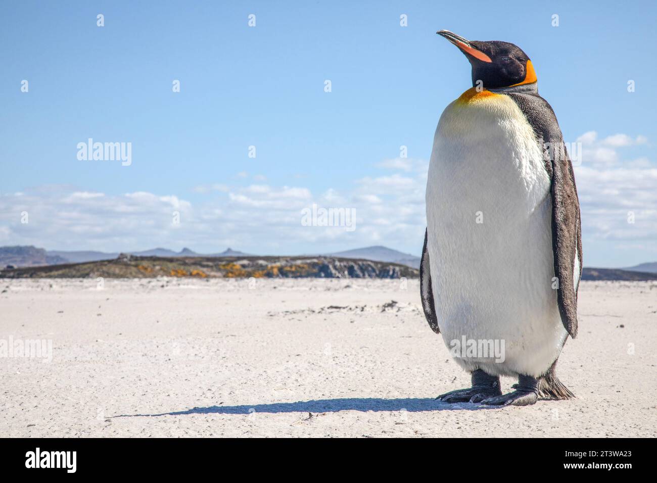 A King Penguin, Aptenodytes patagonicus, on Yorke Bay beach, near Stanley in The Falkland Islands. Stock Photo