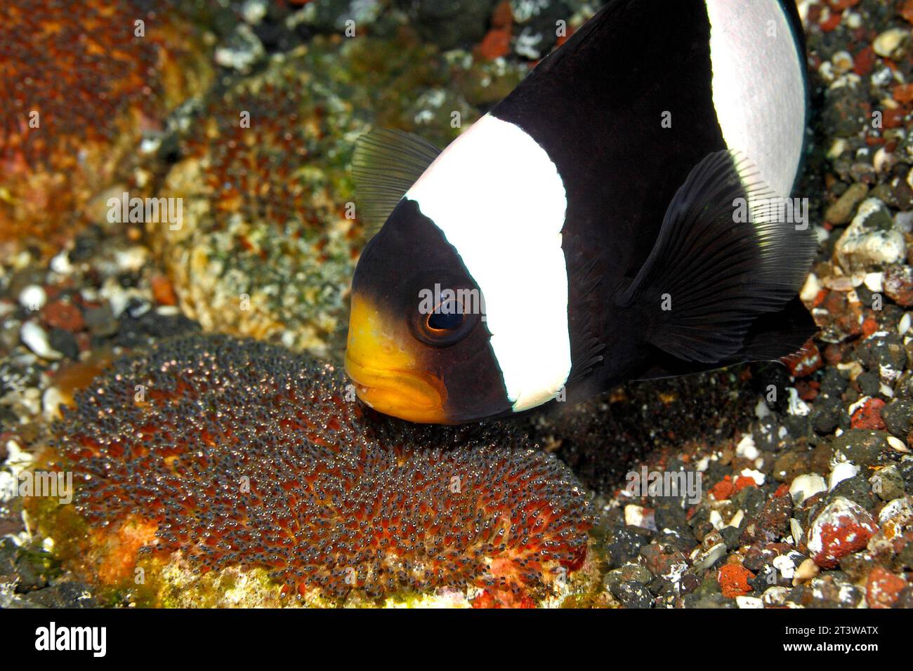 Saddleback Anemonefish, Amphiprion polymnus, adult guarding eggs  on rock beside Haddon's Sea Anemone, Stichodactyla haddoni. Developing eyes seen Stock Photo
