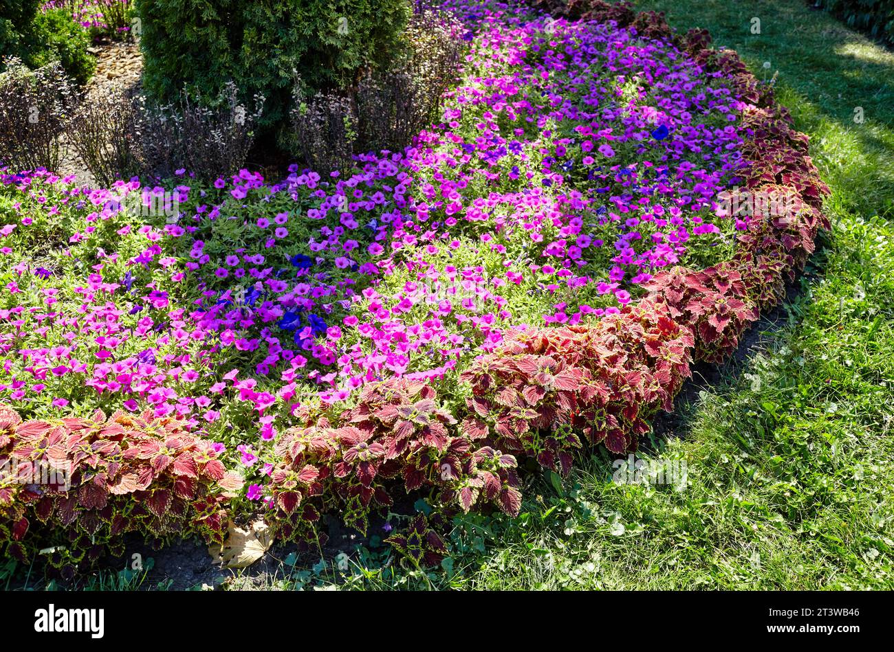 Purple petunias and Coleus or Plectranthus Scutellarioides(Flame nettle) with red-green leaves in city garden. Lush blooming colorful common garden fl Stock Photo