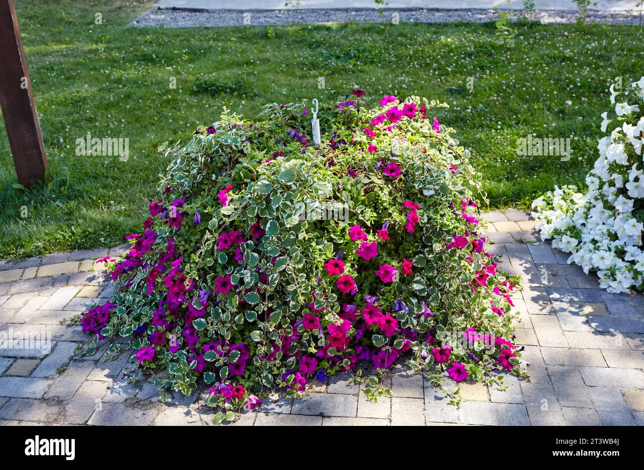 Petunias and Plectranthus (White Edged Swedish Ivy) in city garden. Lush blooming colorful common garden flowers in city park. Selective focus Stock Photo