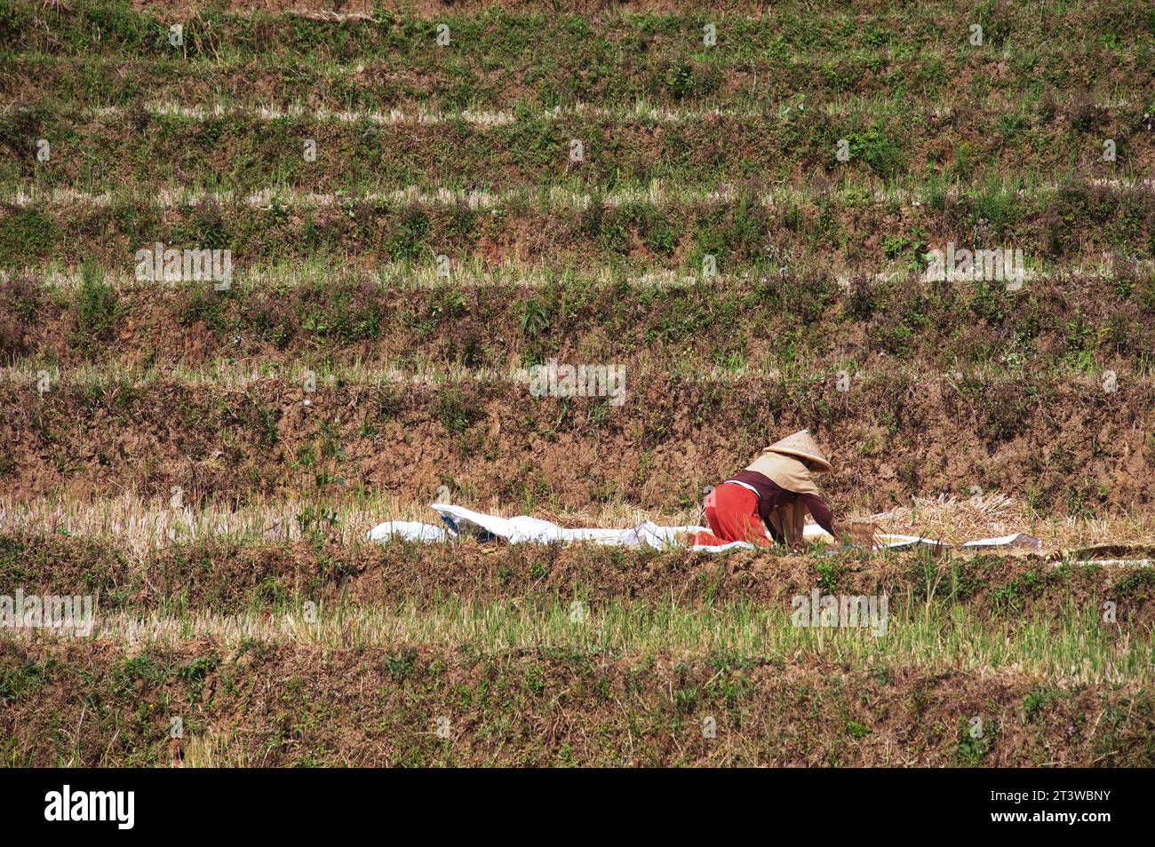 Rear view of woman with traditional hat working in rice field Stock Photo