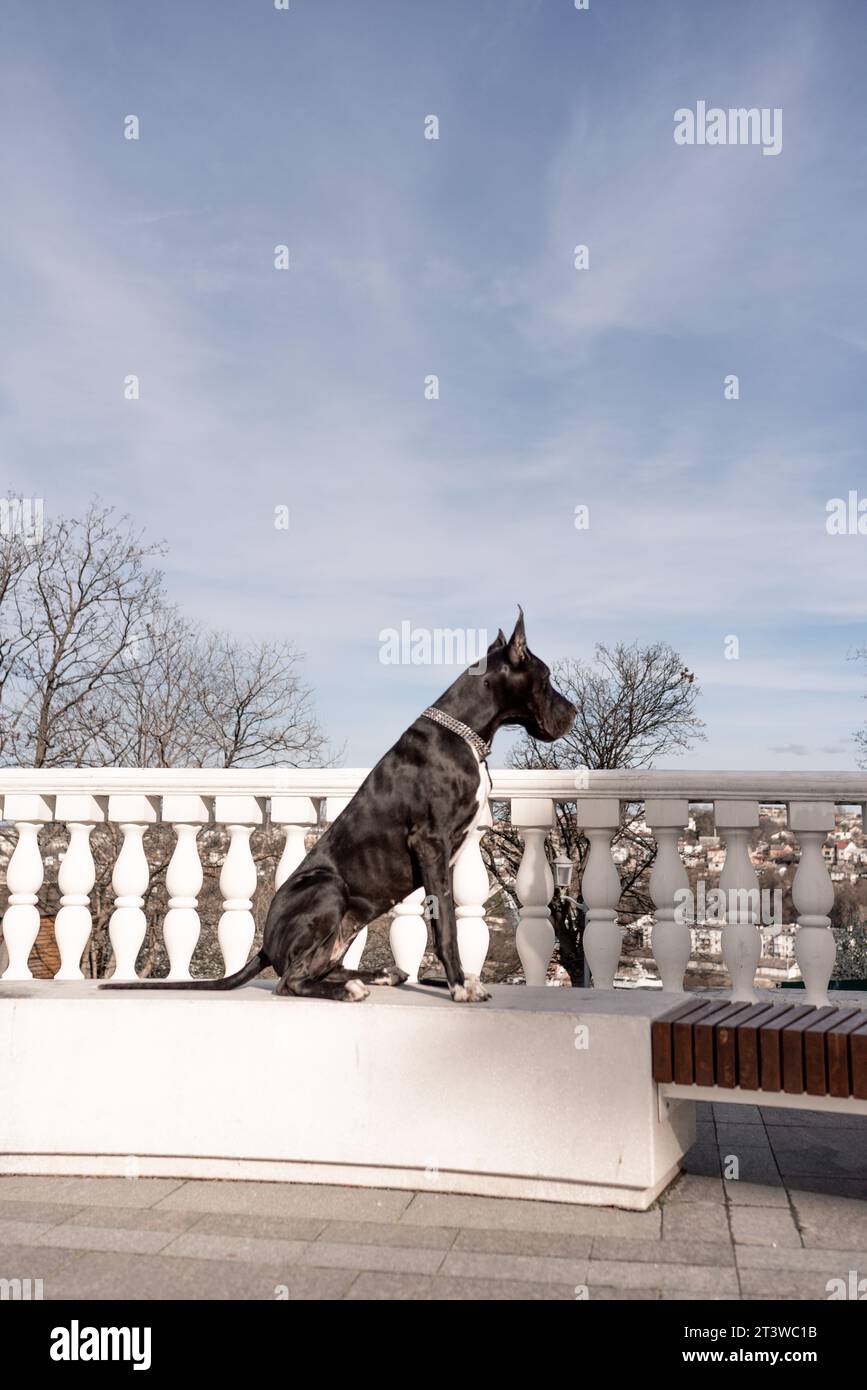 Young black Great Dane poses in the city Stock Photo