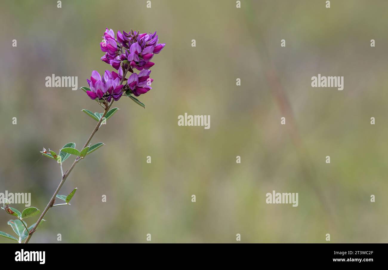 Blooming Beauty: Shrubby Bushclover Close-Up Stock Photo