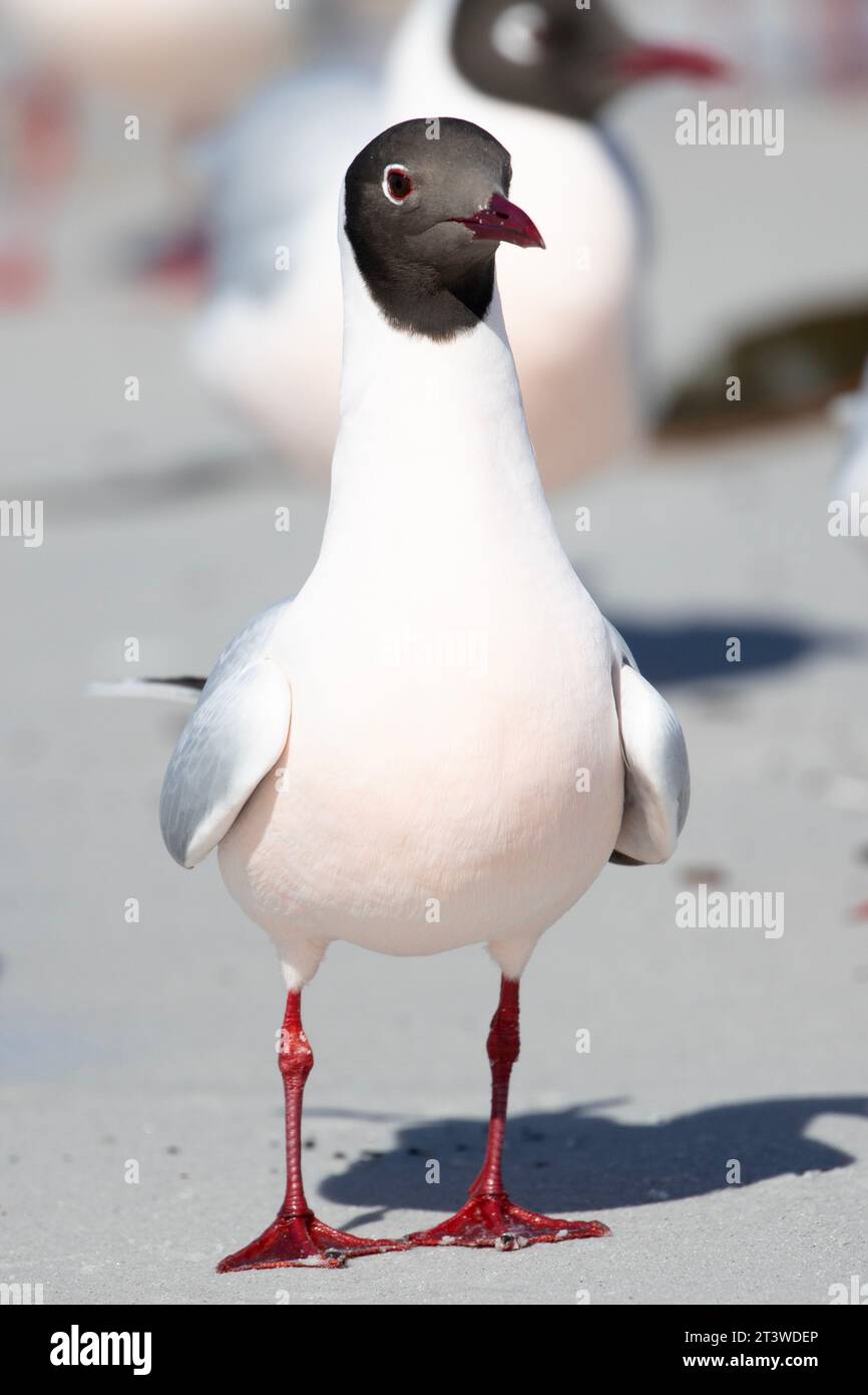 Brown Hooded Gull, Chroicocephalus maculipennis, in The Falkland Islands. Stock Photo