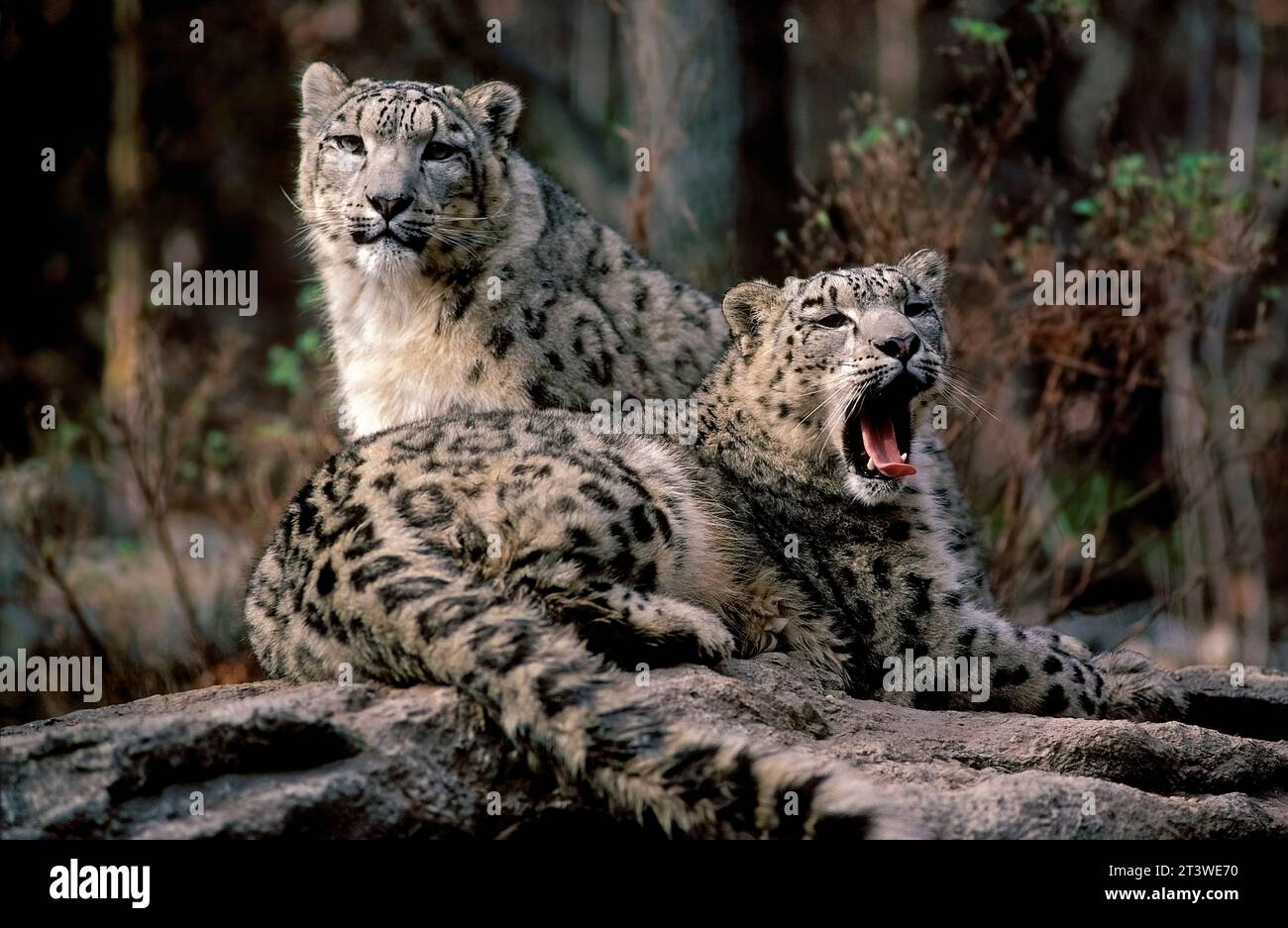 Snow Leopards (Panthera uncia), native to Central Asia, captive animals
