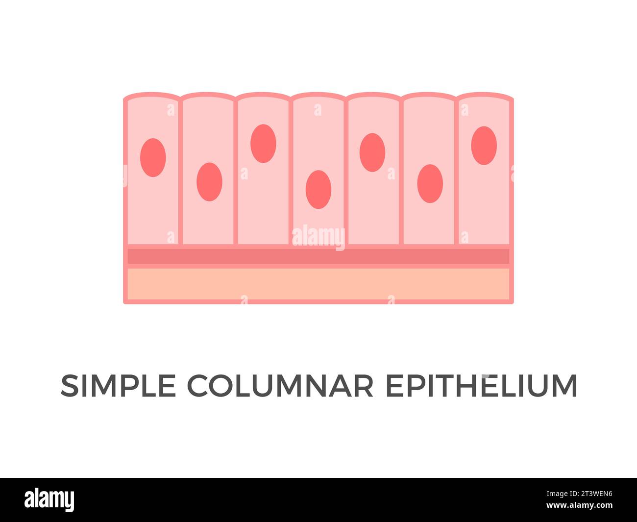 Simple columnar epithelium. Epithelial tissue types. Tall and slender