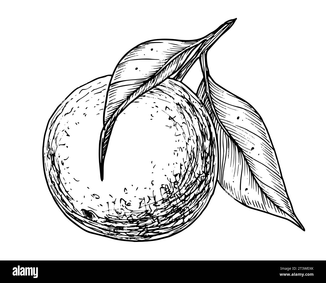 Orange Fruit Branch with leaves. Hand drawn linear vector illustration of mandarin or tangerine. Drawing of clementine tree for food label. Engraved black sketch on white for icon or logo. Stock Vector