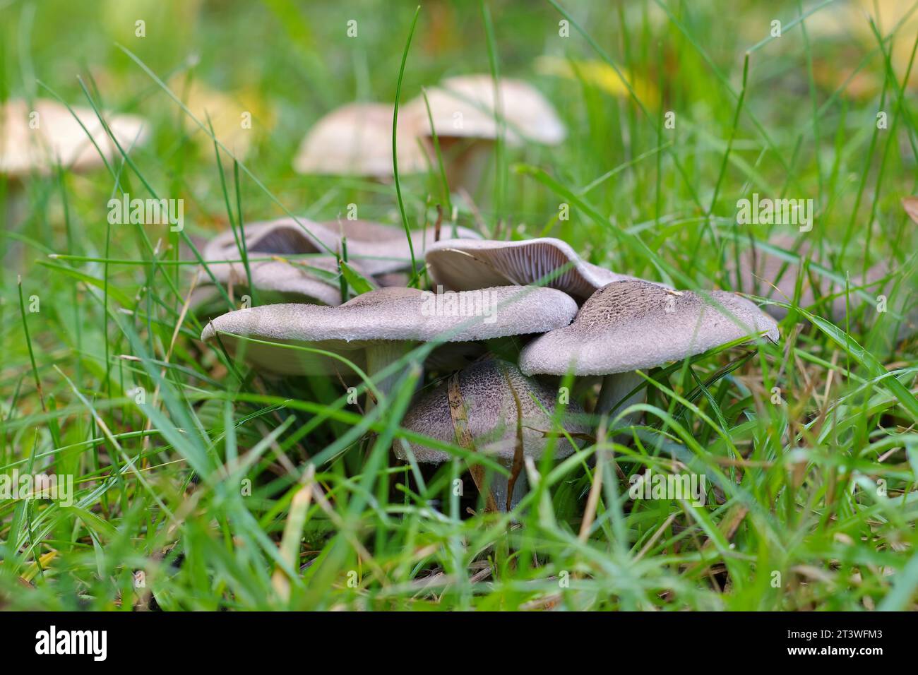 grey knight mushroom (tricholoma terreum) in green grass Stock Photo