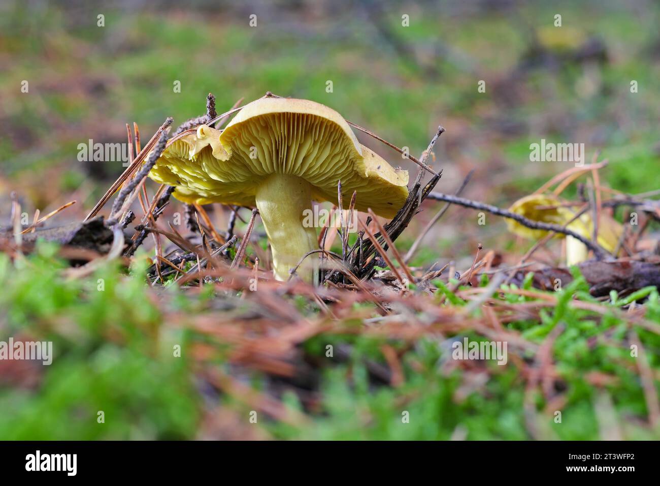 Yellow Knight mushroom in autumn forest Stock Photo