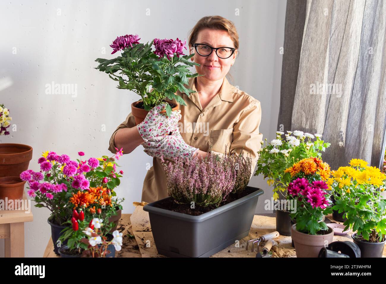 Woman 50 years old transplanting autumn flowers chrysanthemums and heathers into pots and holding a pot with a chrysanthemum and smiling Stock Photo
