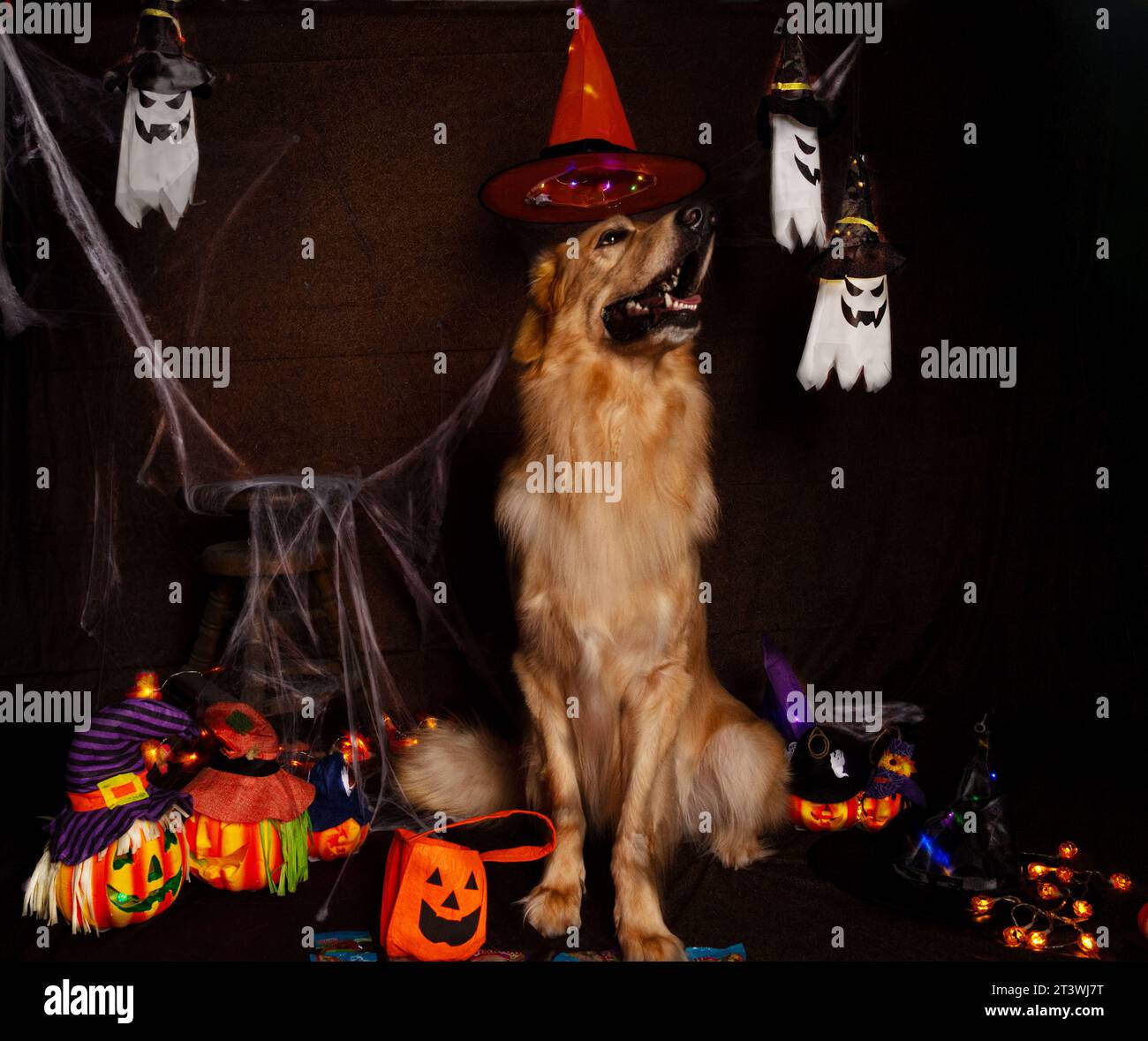 Halloween mit Hund - Halloween with dog Stock Photo