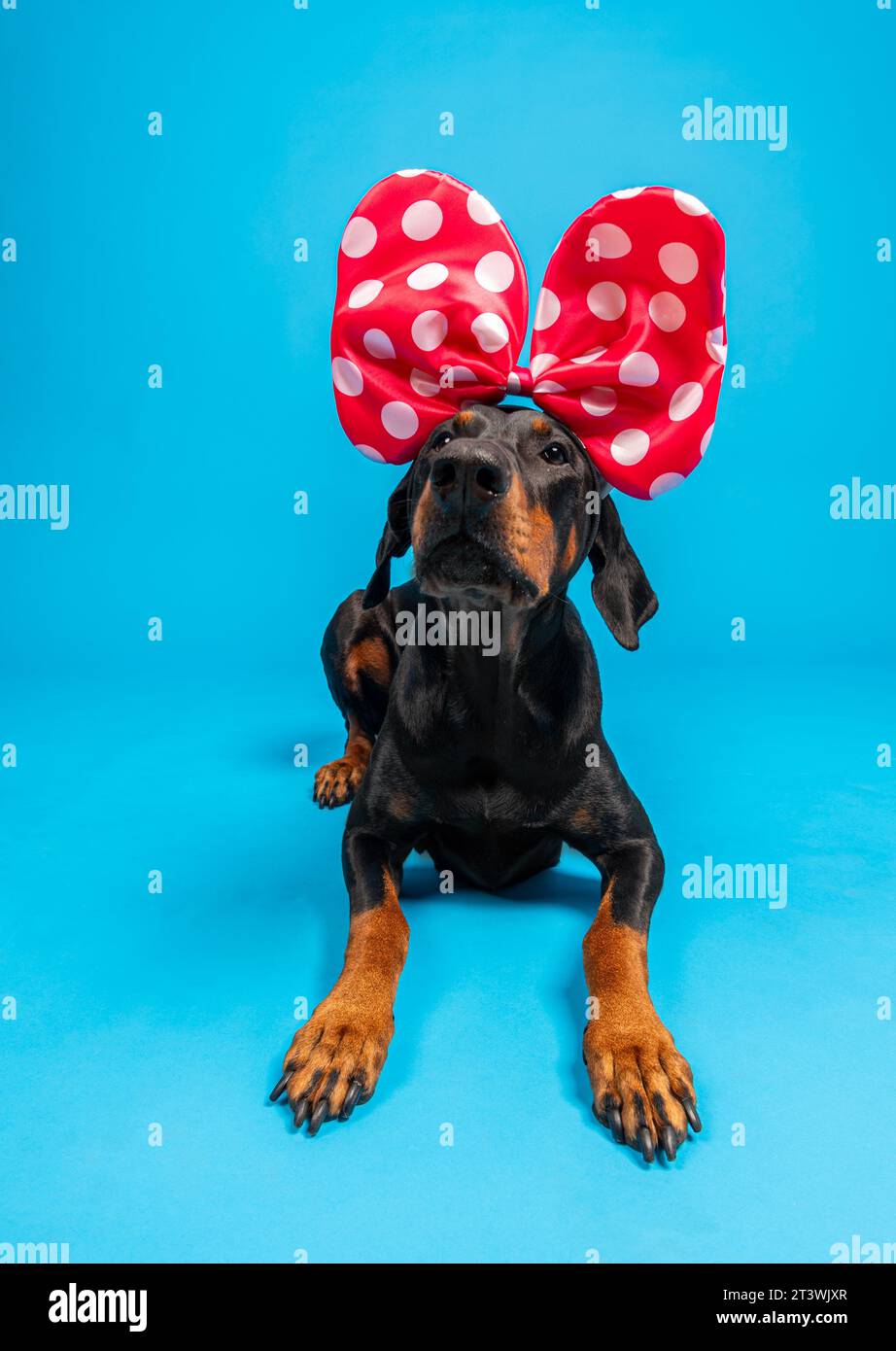 Hund mit Minni Mouse Schleife Stock Photo