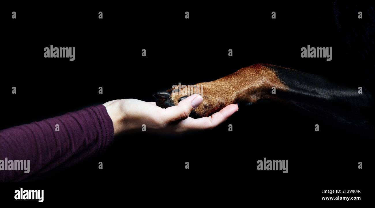 Mensch und Hund reichen sich Hand und Pfote. Mensch Tier Freundschaft Stock Photo