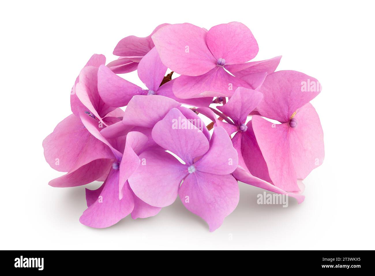 Pink Hydrangea flower isolated on white background Stock Photo - Alamy