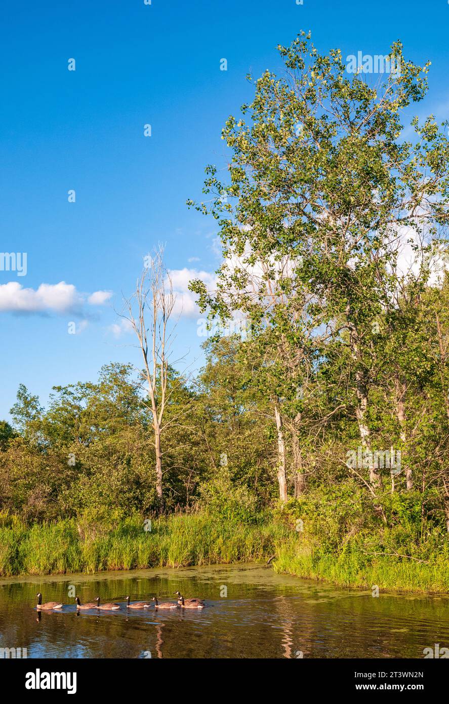 Jamestown Audubon Center and Sanctuary in New York Stock Photo - Alamy