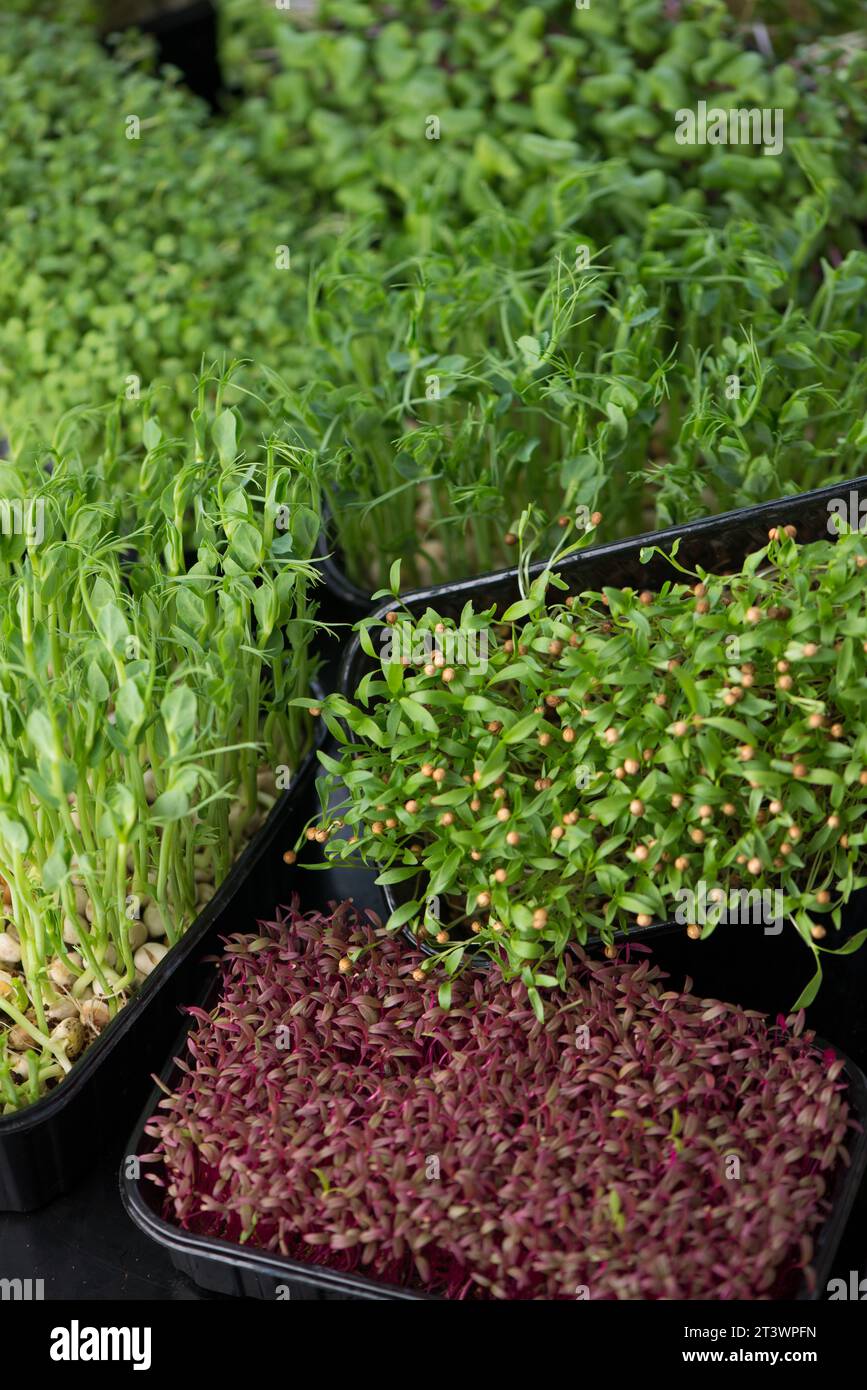 Microgreens at home. Different types of microgreens are used for food