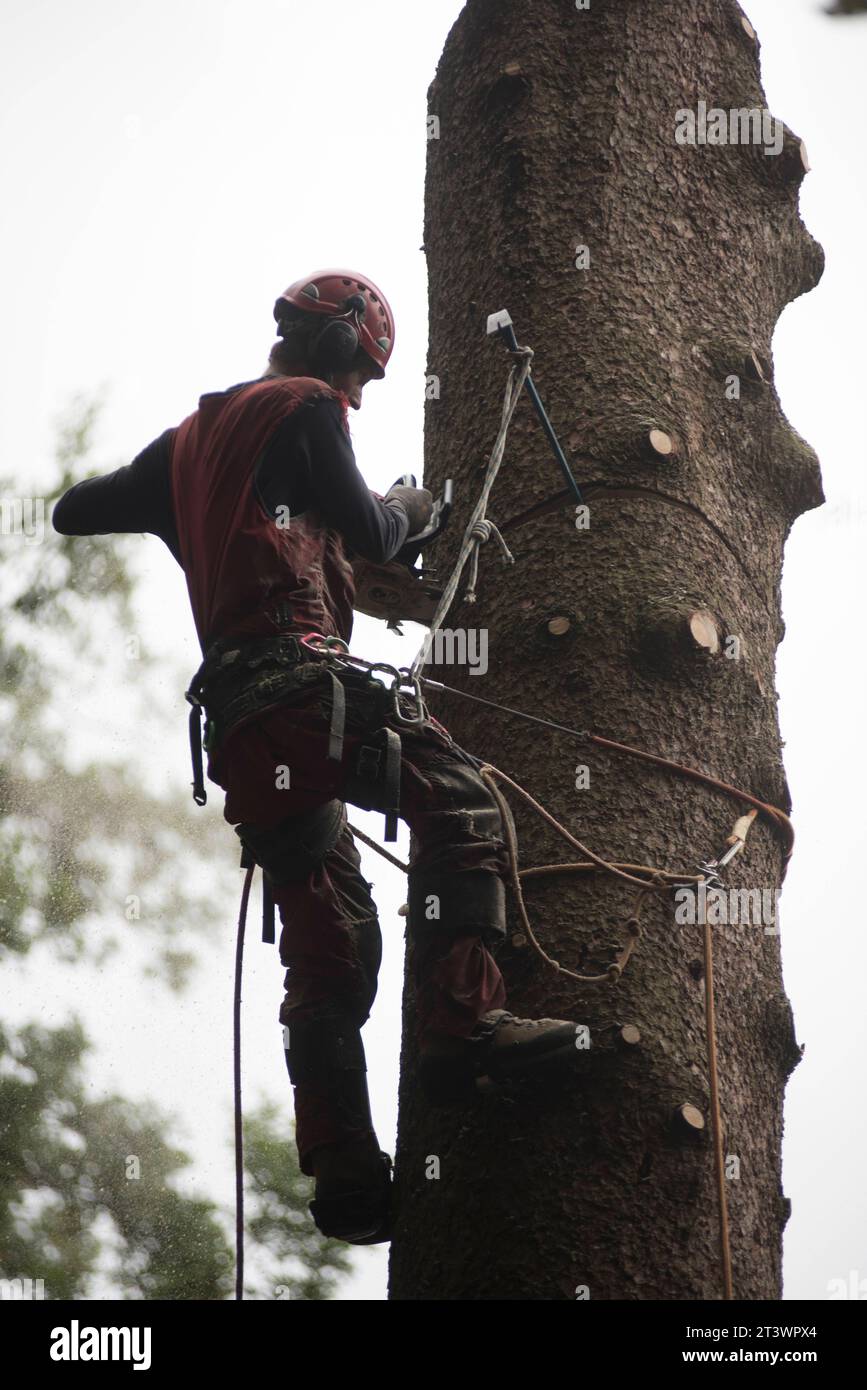 Aborist Working At Height During Tree Care And Tree Pruning Aborist ...