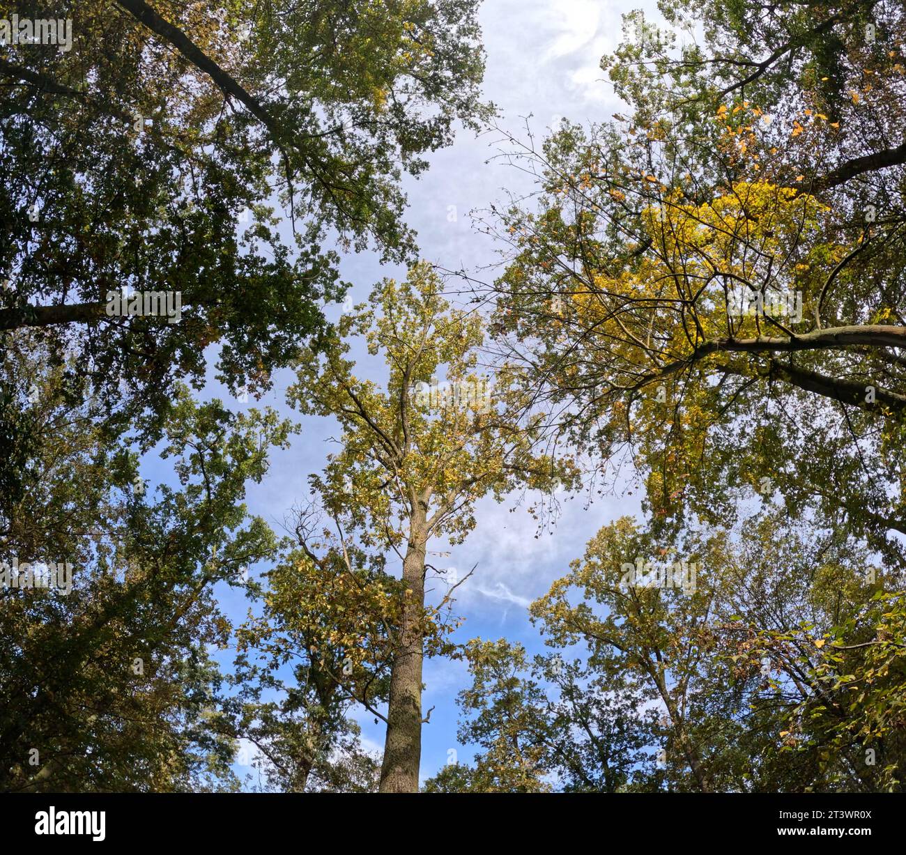 Trees in german forest Stock Photo Alamy