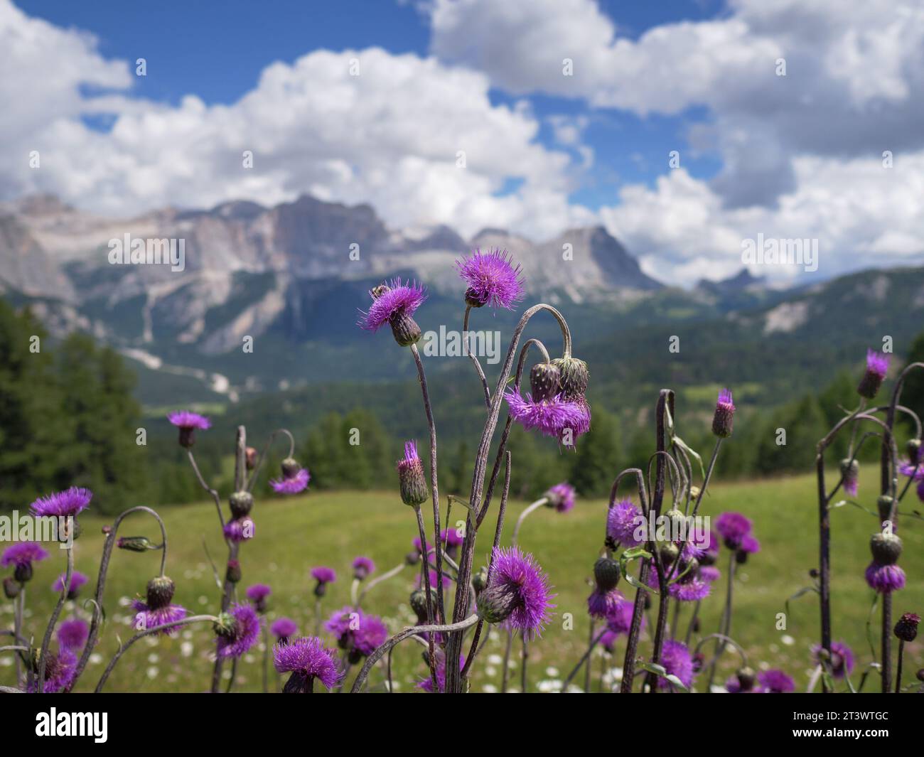 Cirsium Helenioides, the melancholy thistle a Perennial Plant in the Italian Mountain Alps. Stock Photo