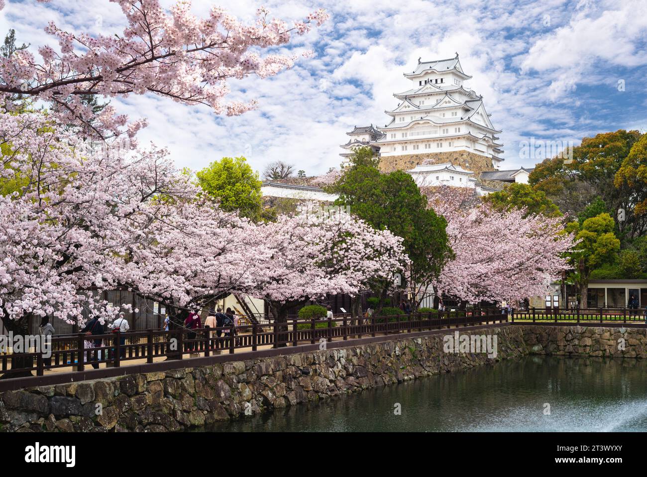 Himeji Castle with beautiful cherry blossom in himeji, Hyogo, japan Stock Photo