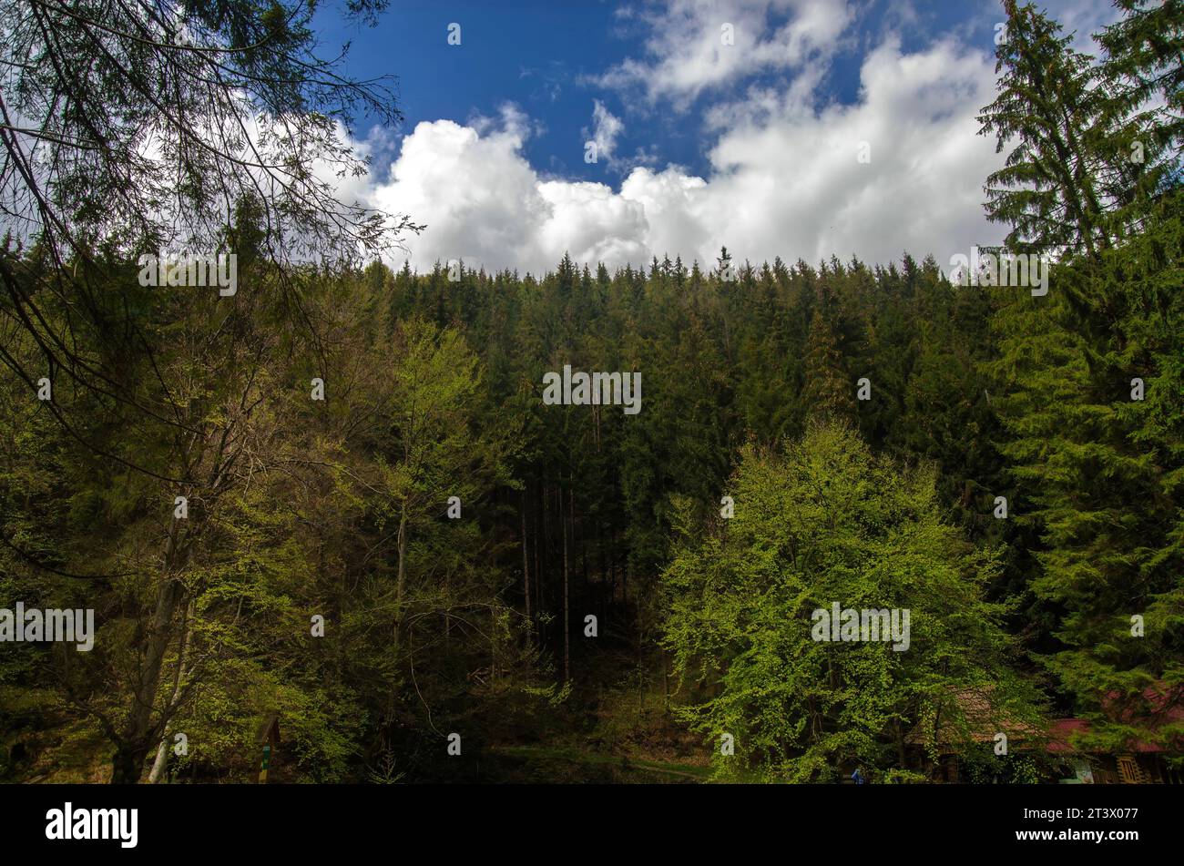 Green mountain forest under deep blue summer sky Stock Photo - Alamy