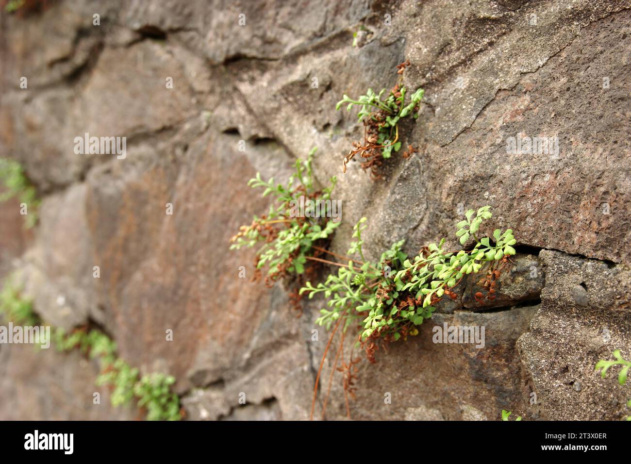 Green grass coming out of a stone mountain wall. Different stones background Stock Photo