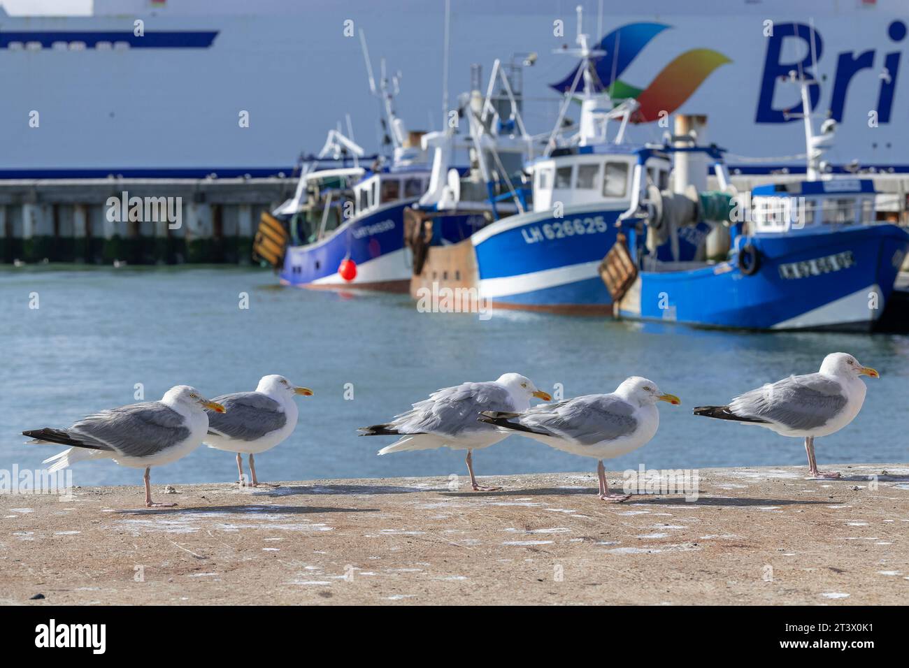 Le Havre, France - European herring gulls lined up in front of fishing vessels in the fishing port of Le Havre. Stock Photo