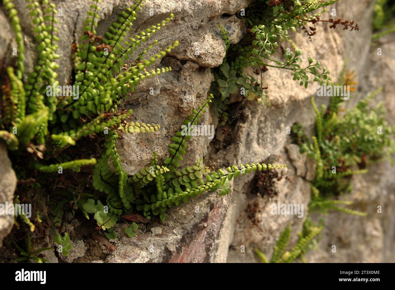 Green grass growing on the mountain hill. Natural background Stock Photo