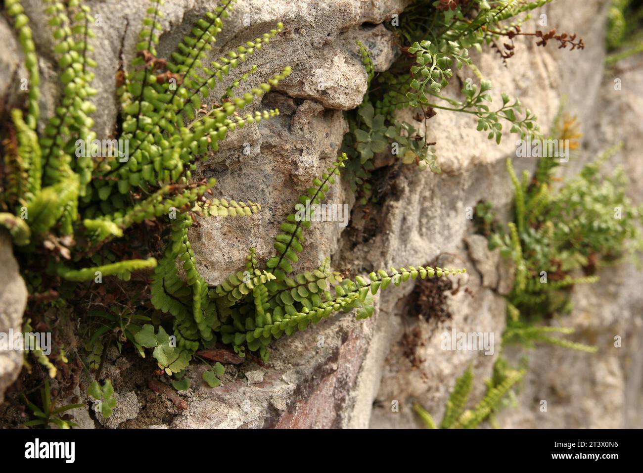 Green grass growing on the mountain hill. Natural background Stock Photo