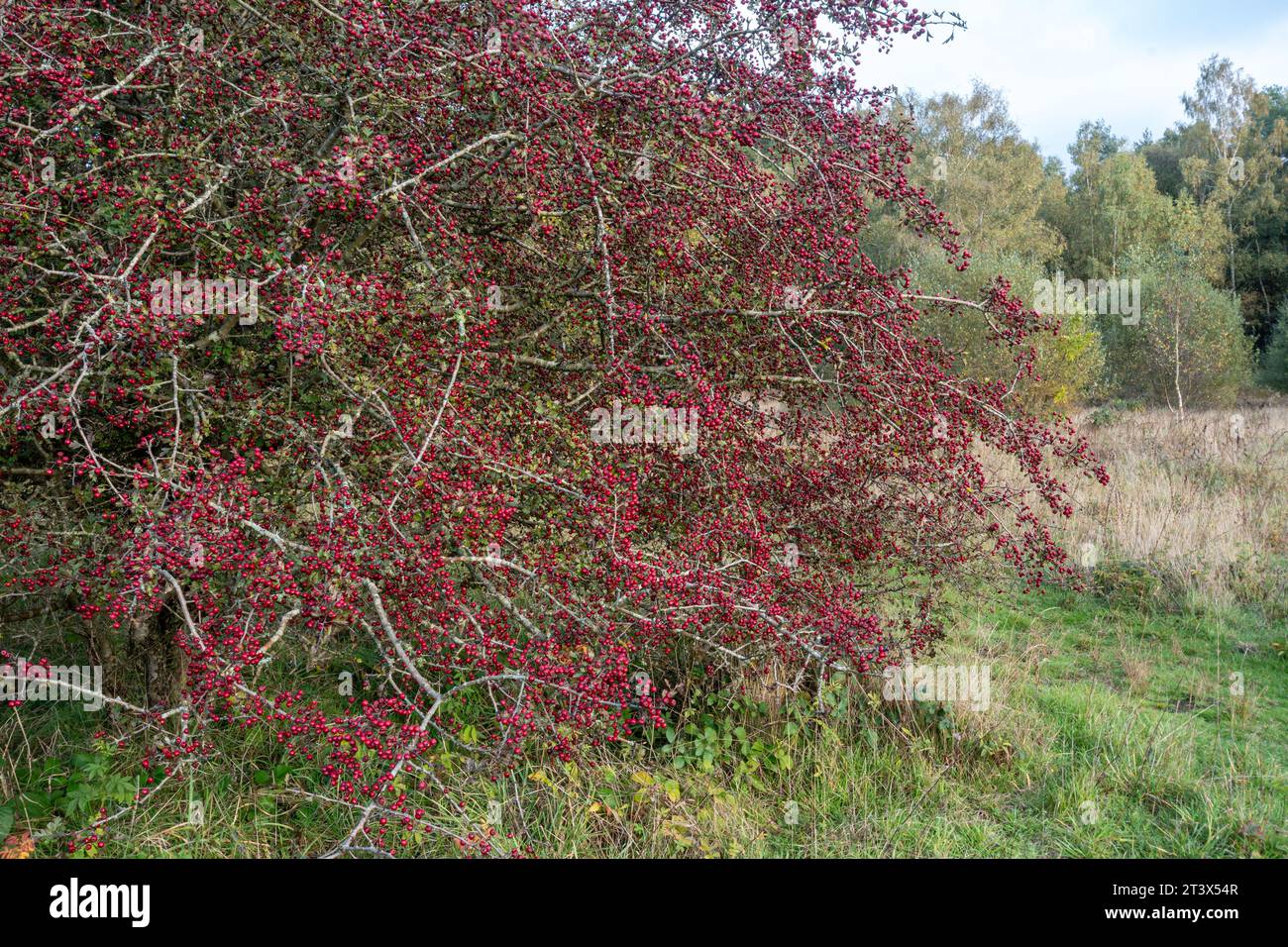 Hawthorn tree (Crataegus monogyna) covered with red berries during October or autumn, England, UK Stock Photo