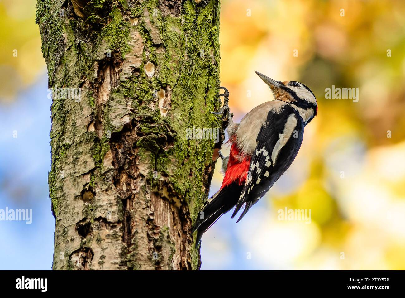 Close up image of the great spotted woodpecker, a black, white and red bird, perching on a tree bark covered with green moss. Sunny day with blue sky Stock Photo