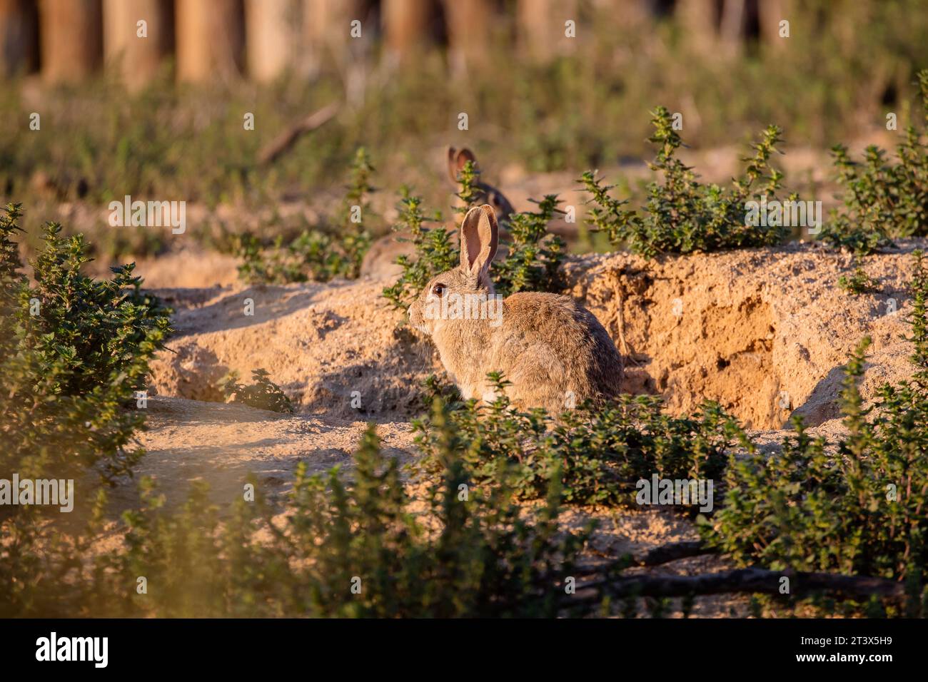 Adult Spanish rabbit sunbathing in the afternoon in its habitat in