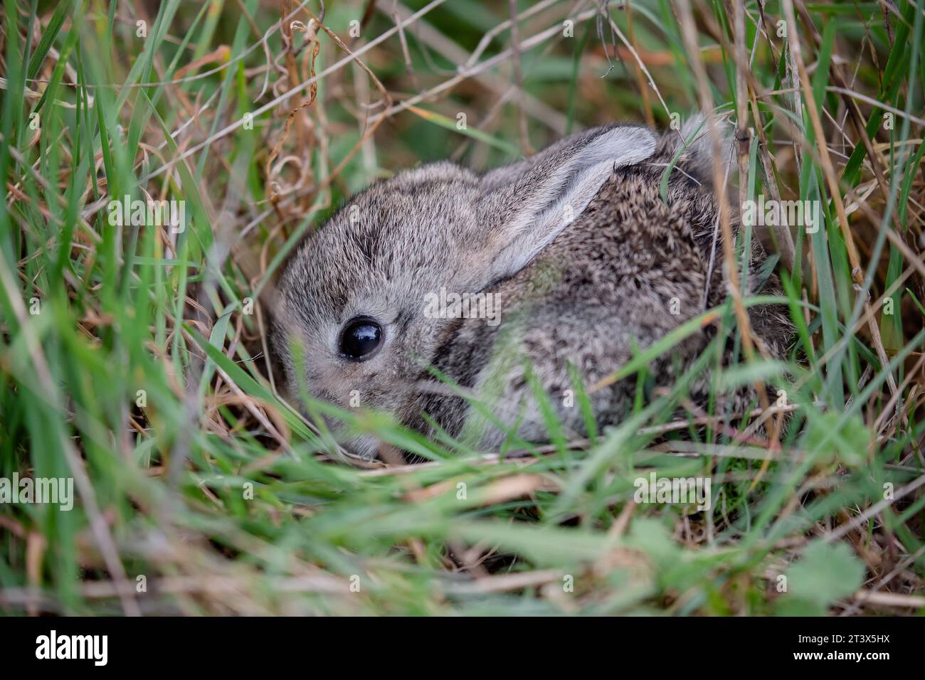 Cute small baby Spanish rabbit hidden and camouflaged in the grass