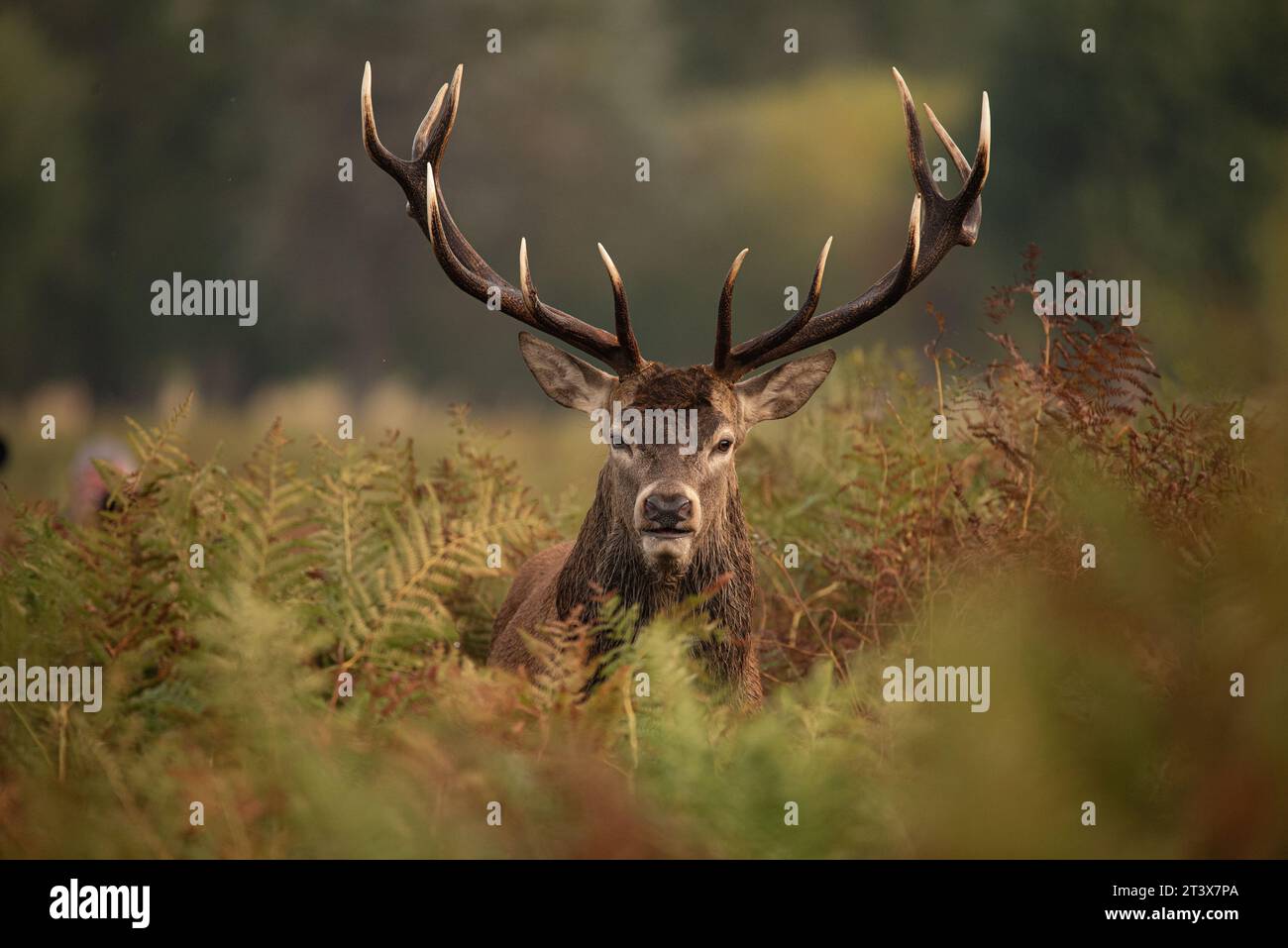 The dominant stag LONDON ETHEREAL images show a Royal Red deer stag bellowing with all his might was captured in Richmond Park, London, on October 21s Stock Photo