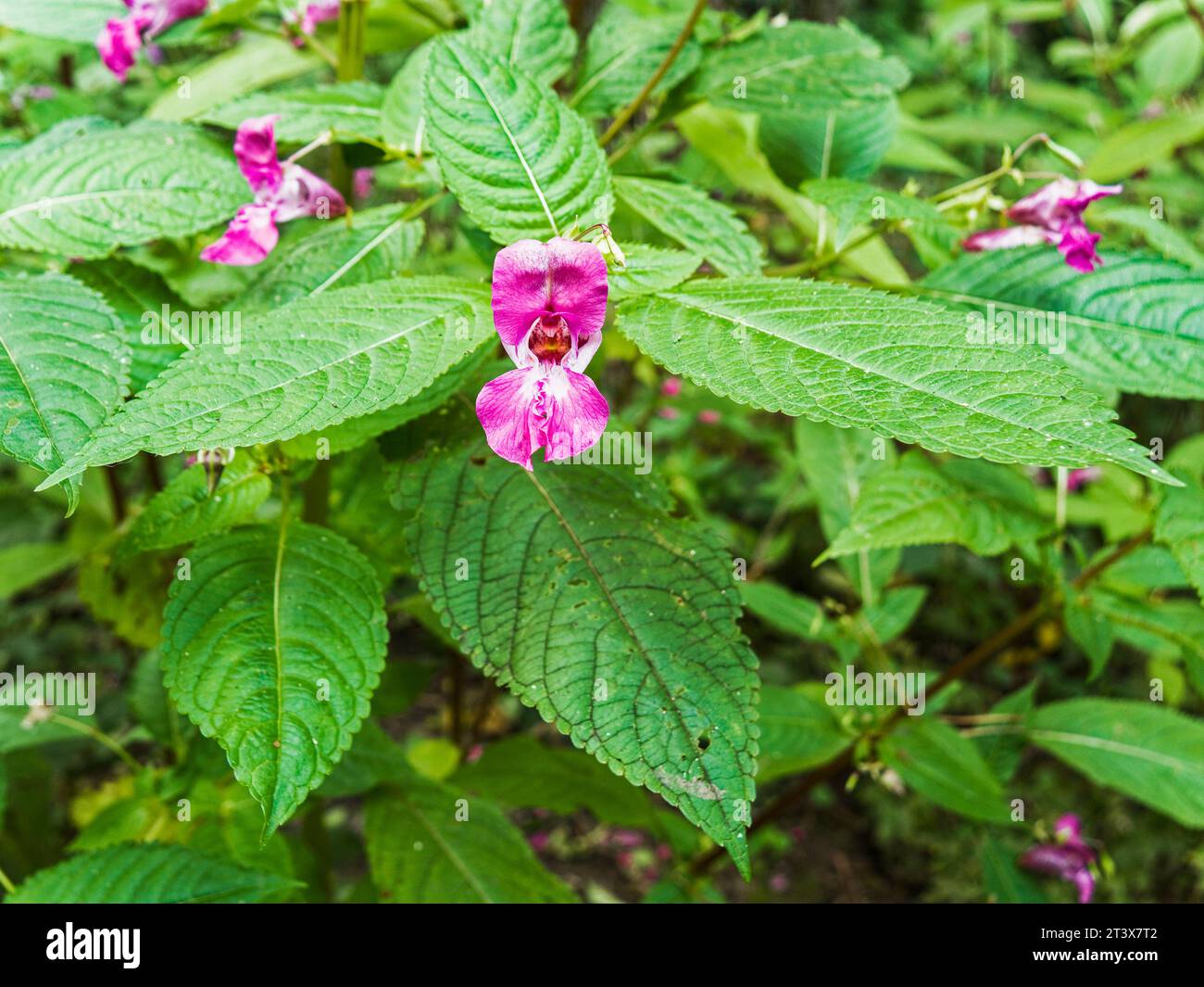 Himalayan balsam, Impatiens glanduligera, leaves and flower growing in Northumberland, UK. Stock Photo