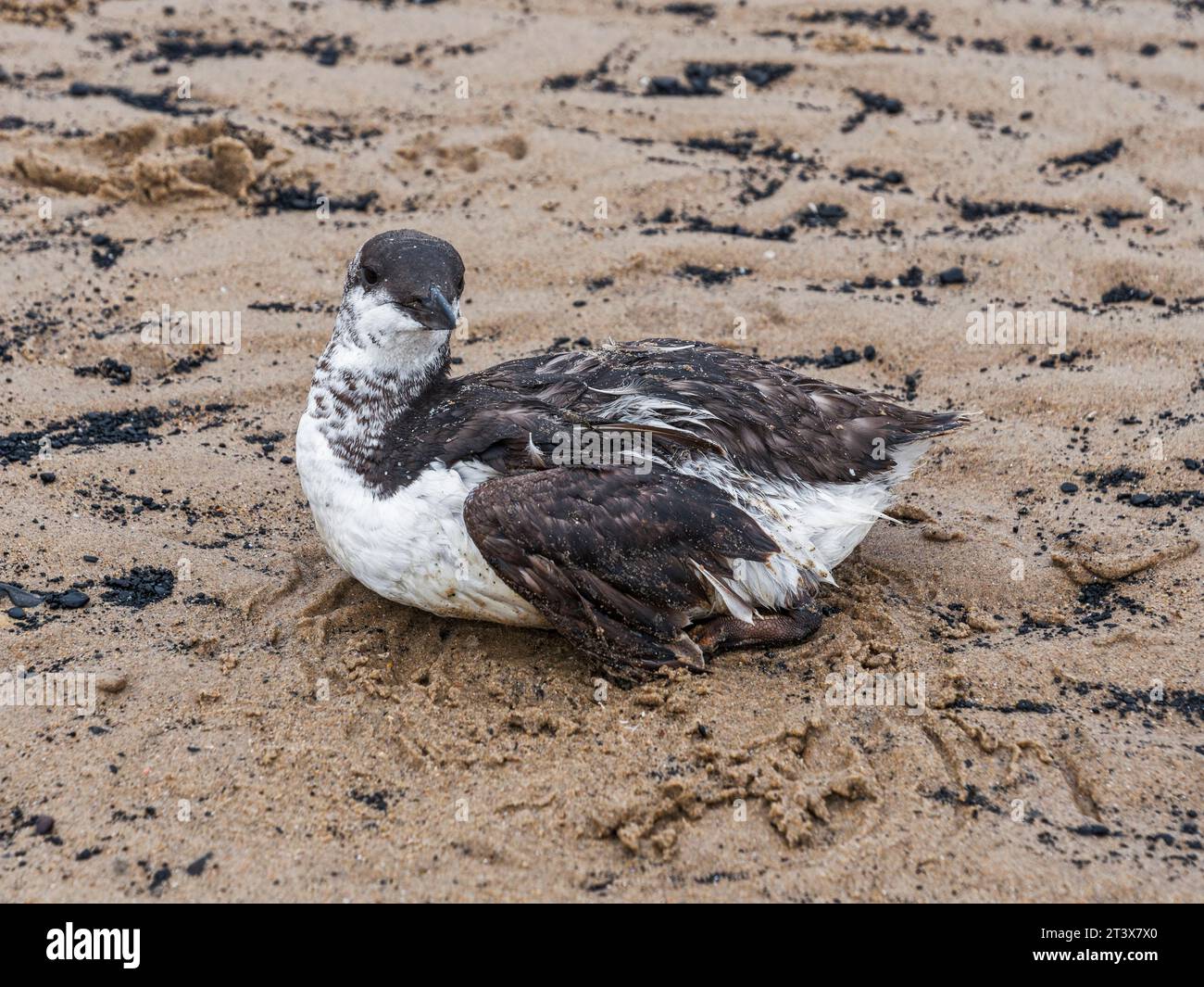 Guillemots normally only come to land to lay eggs however many have been found dead or in distress on the Northumberland in 2023, coat like this one a Stock Photo