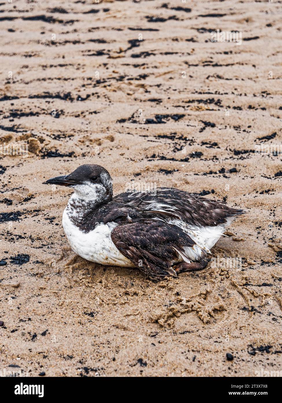 Guillemots normally only come to land to lay eggs however many have been found dead or in distress on the Northumberland in 2023, coat like this one a Stock Photo