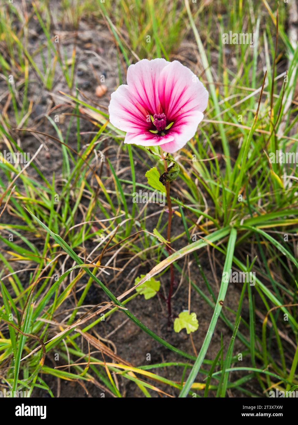 Common Mallow flower, Malva sylvestris growing at Cambois, Northumberland, UK Stock Photo