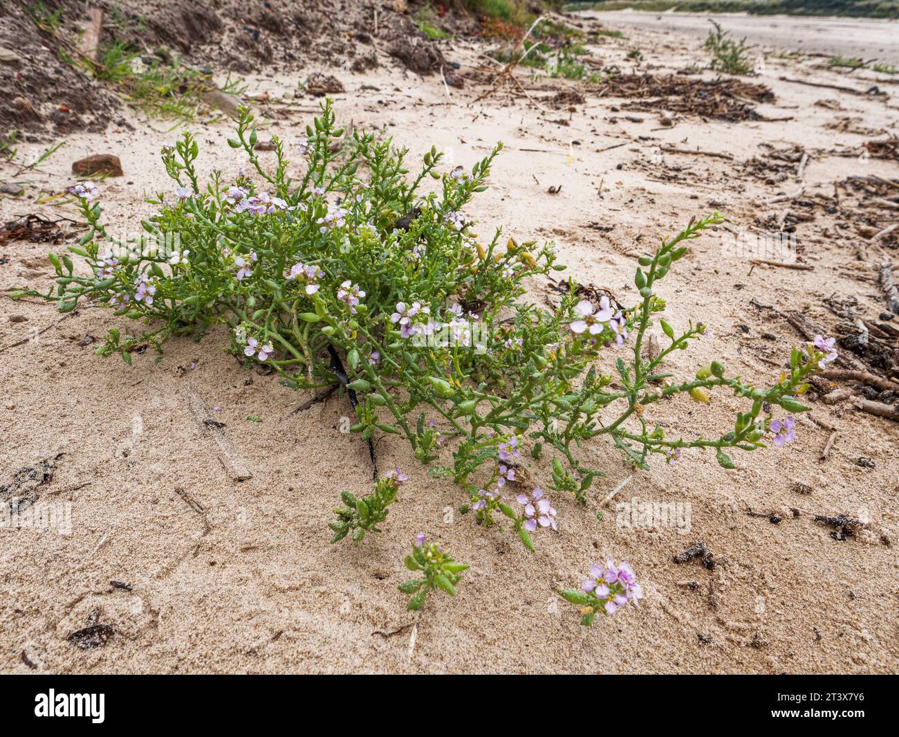 The Sea Rocket plant flowering on Cambois beach, Northumberland, UK Stock Photo