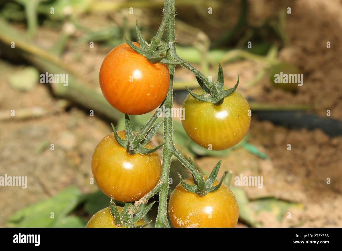 Organic vegetables from Dubai farm Stock Photo Alamy