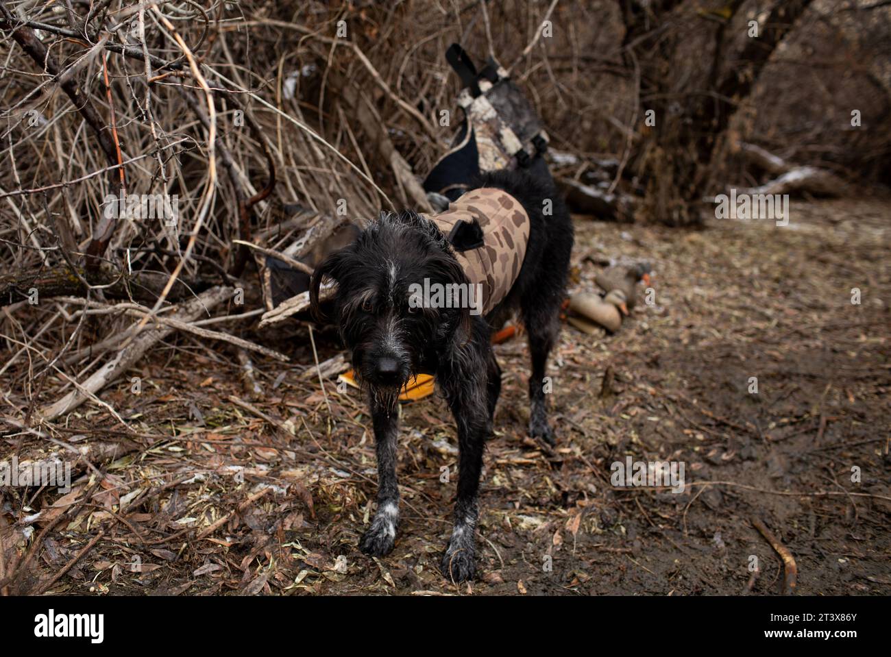 German Wirehaired Pointer waits attentively along the riverbank. Stock Photo
