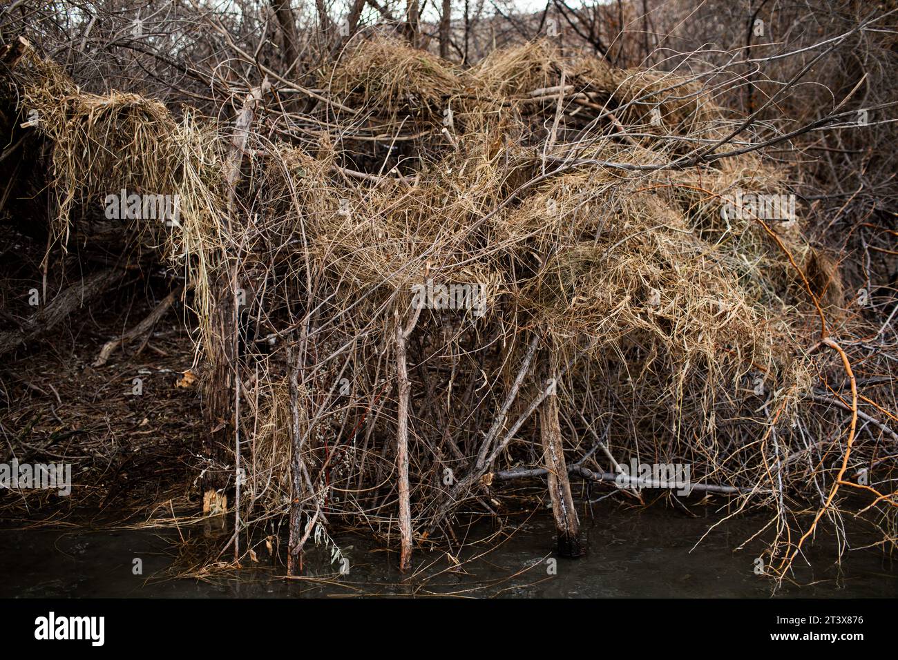 Handcrafted duck blind made of branches provides cover by the ri Stock Photo