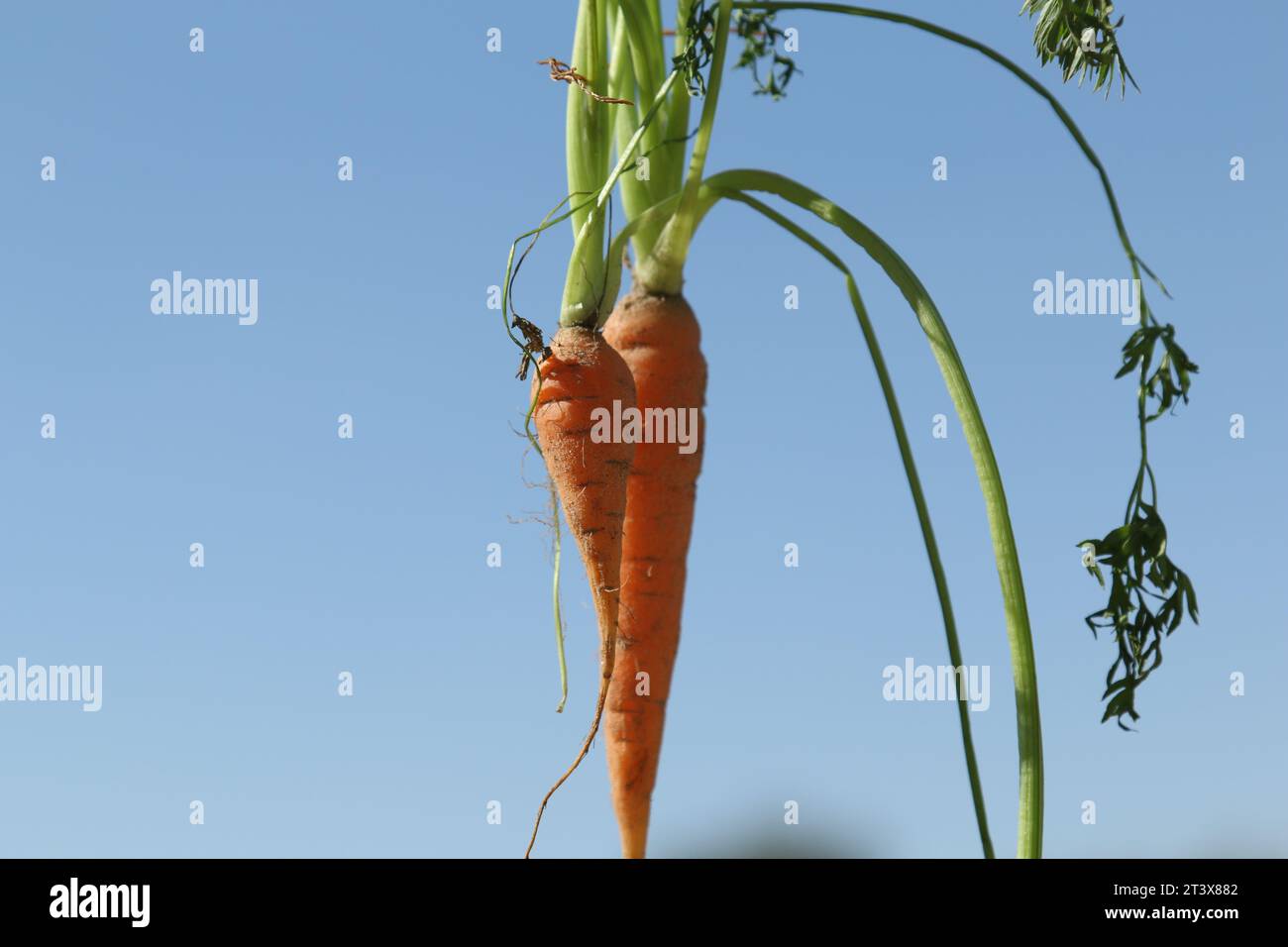 Organic vegetables from Dubai Farm during winter Stock Photo Alamy
