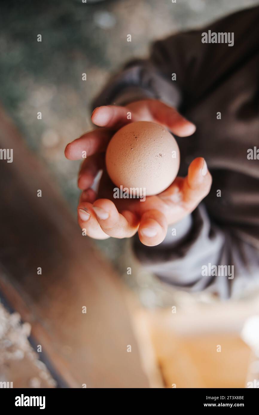 2-year-old boy reaching for farm-fresh eggs Stock Photo