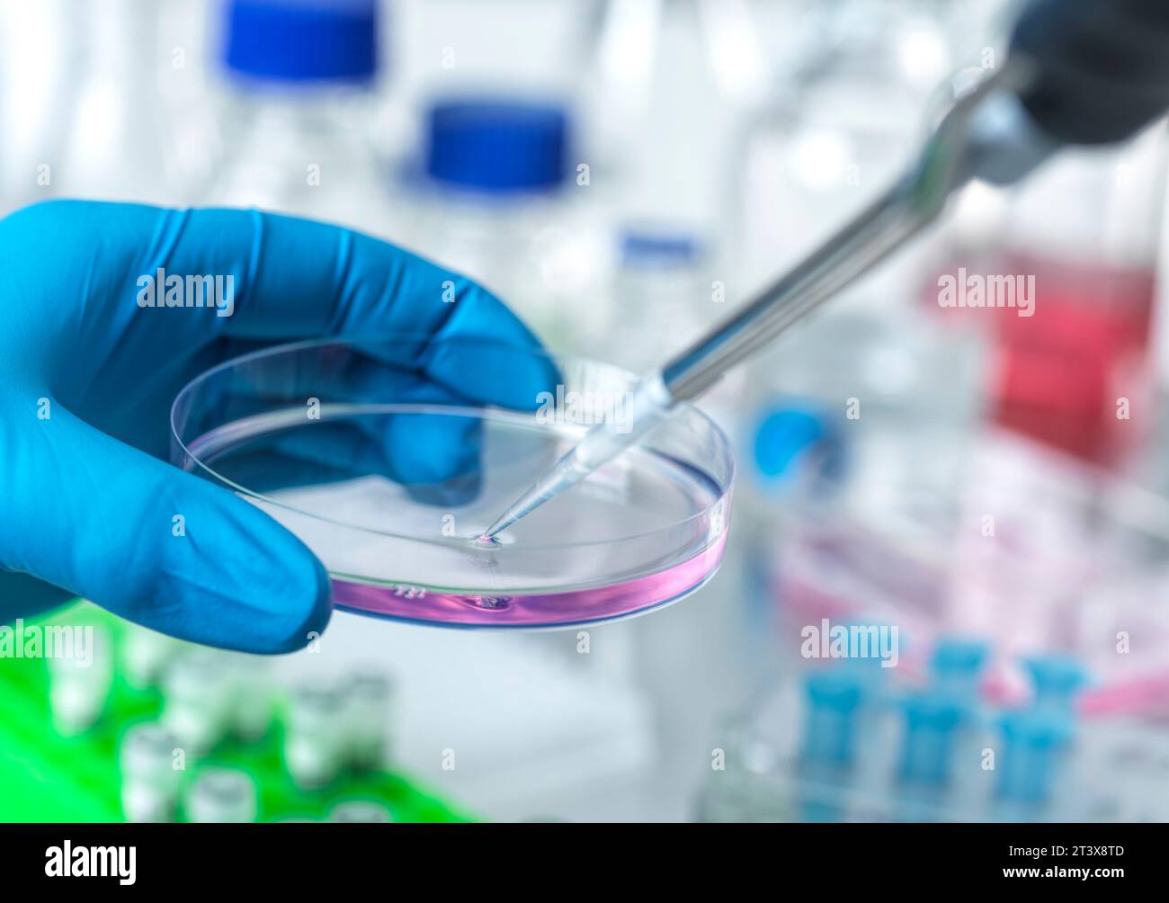 Cell Research, Scientist extracting cells from a Petri dish. Stock Photo