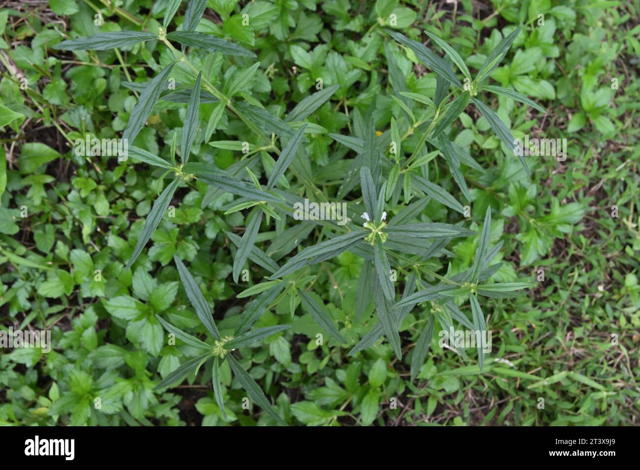 Overhead view of a Ceylon slitwort plant (Leucas Zeylanica) growing in a lawn area .This plant use for both food and medicine, also known as the Thumb Stock Photo