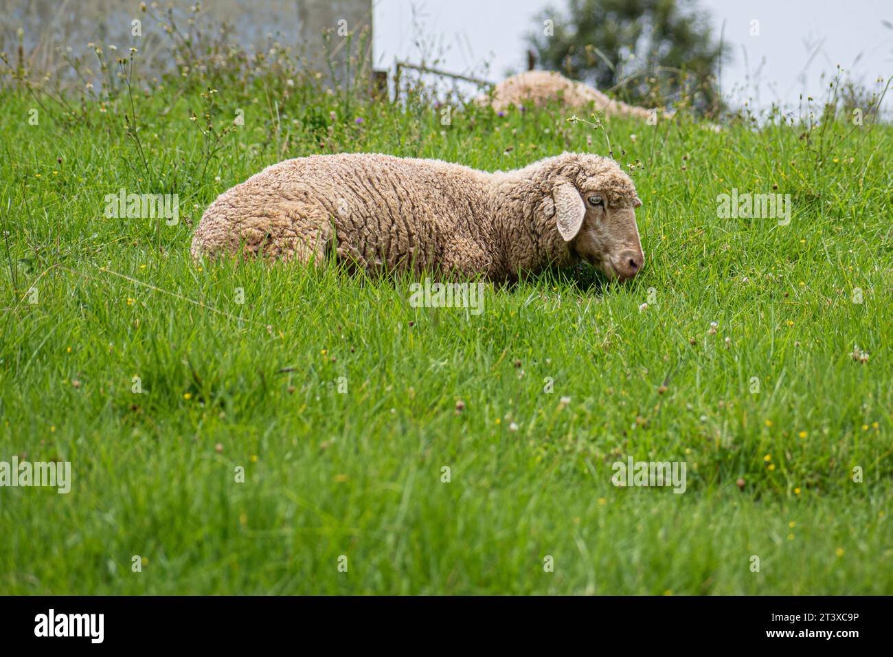 Picture of a sheep sleeping in a green medow Stock Photo